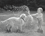 photograph of boy spraying dog